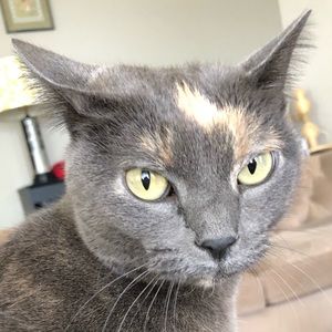 Meet your Posher, Elizabeth